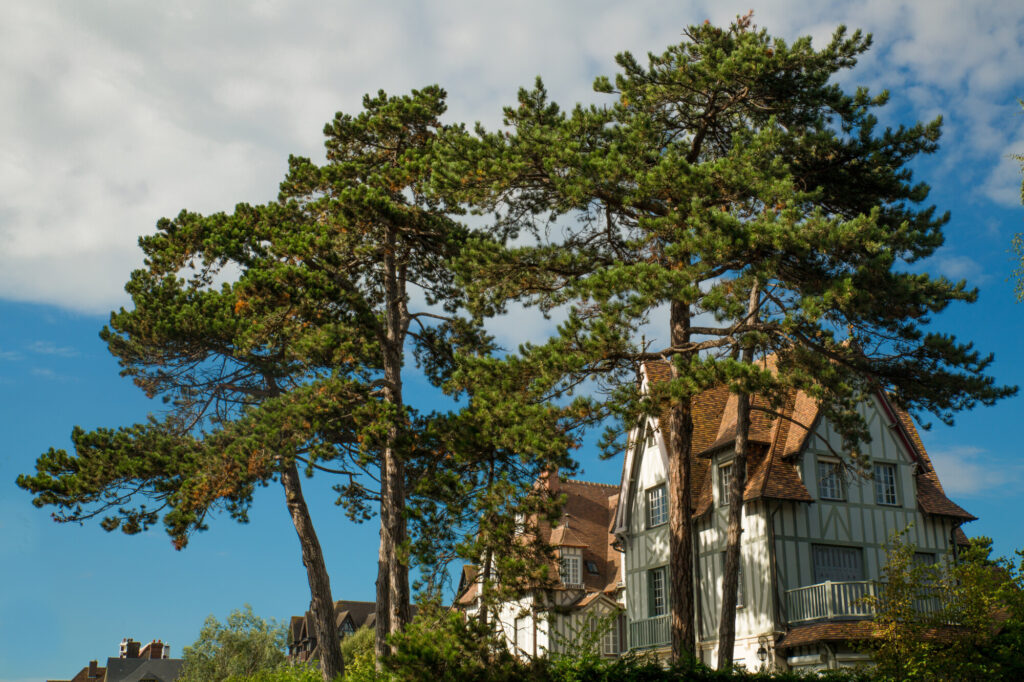 Maison traditionelle de Deauville entourée de grands pins - vue depuis la rue